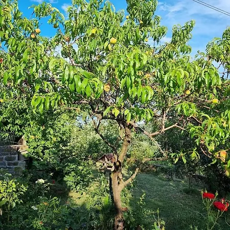 Istrian Stone House With Big Garden Holiday home