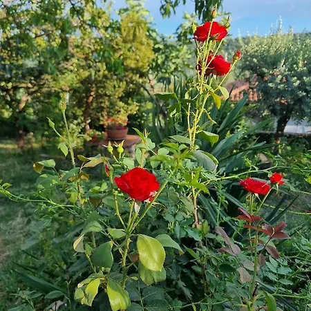 Istrian Stone House With Big Garden Marezige