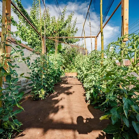 Istrian Stone House With Big Garden Marezige