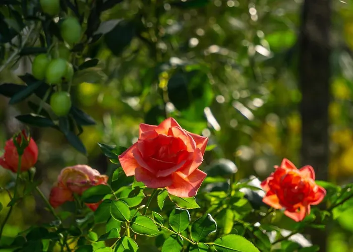 Istrian Stone House With Big Garden